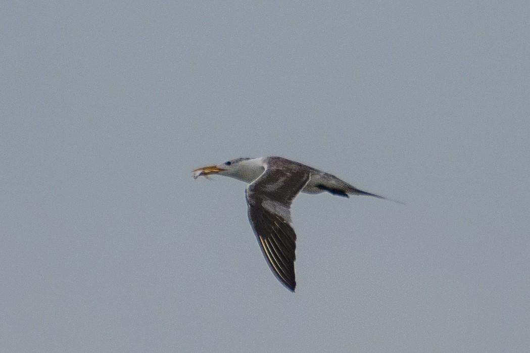 Great Crested Tern - ML641919341