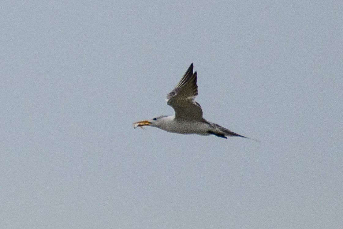 Great Crested Tern - ML641919342