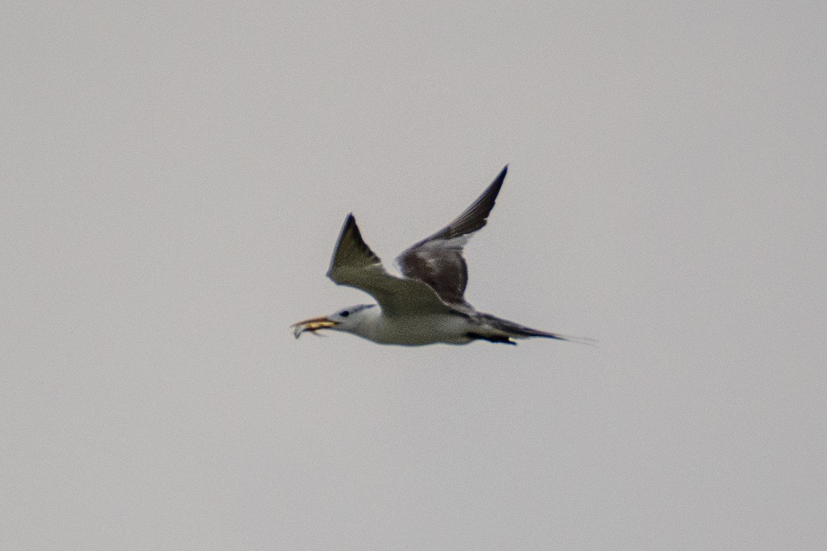 Great Crested Tern - ML641919343