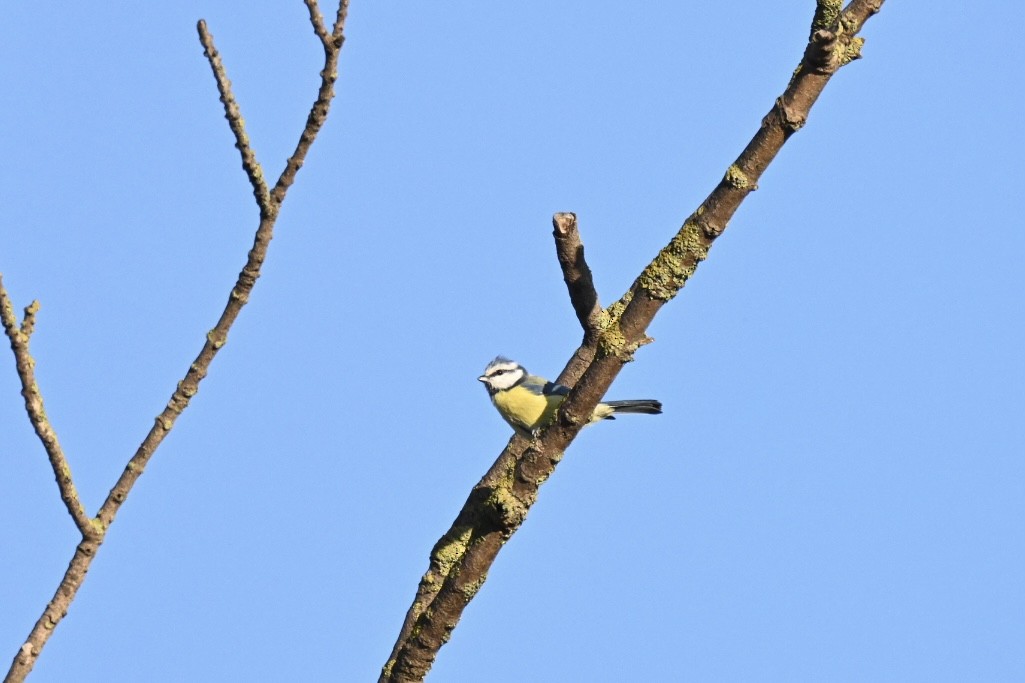 Eurasian Blue Tit - ML641919361