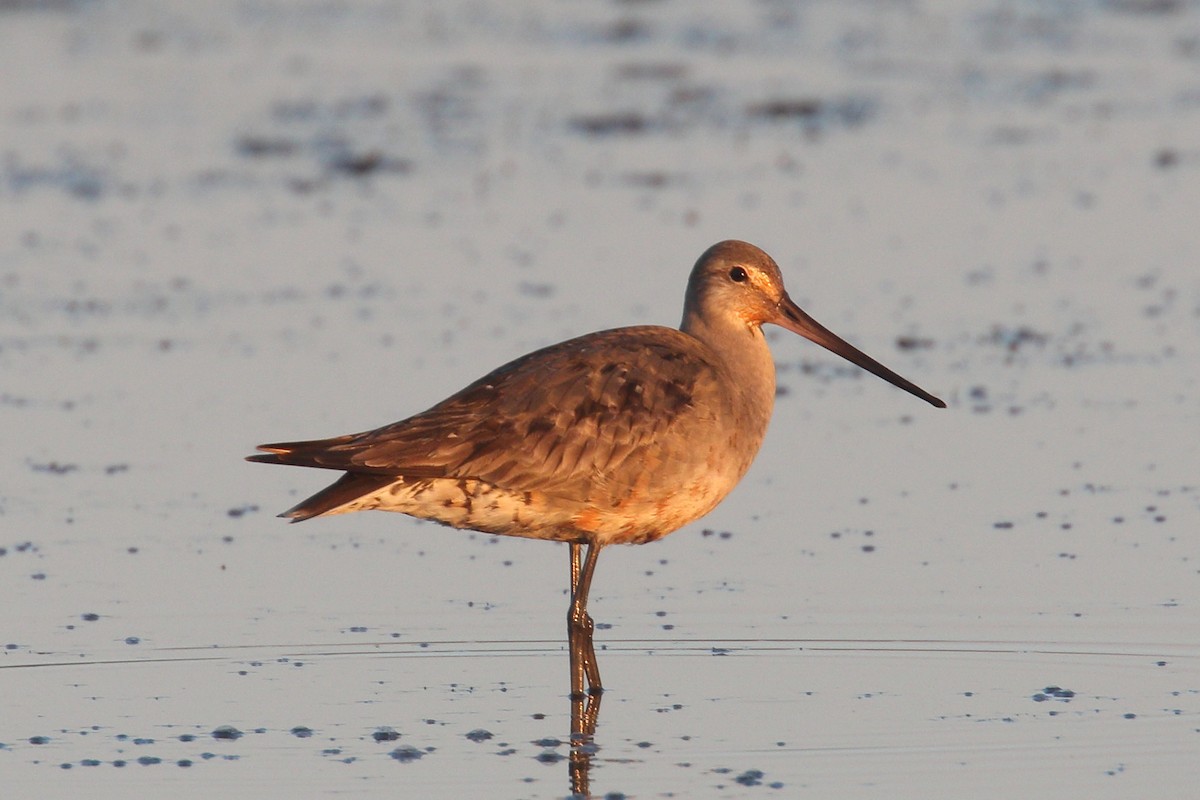 Hudsonian Godwit - ML641919362