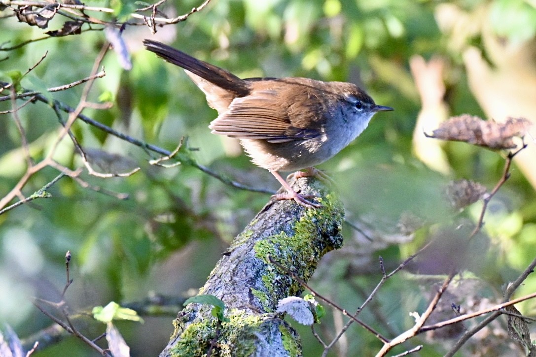 Cetti's Warbler - ML641919381