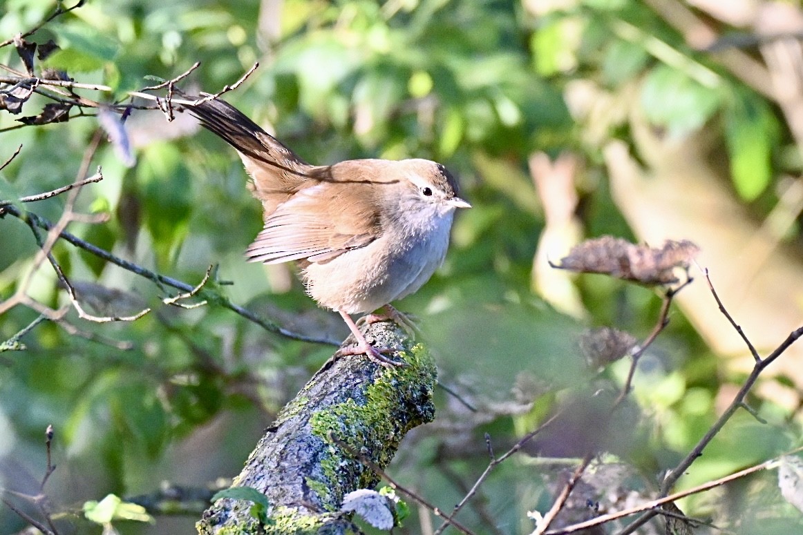 Cetti's Warbler - ML641919382