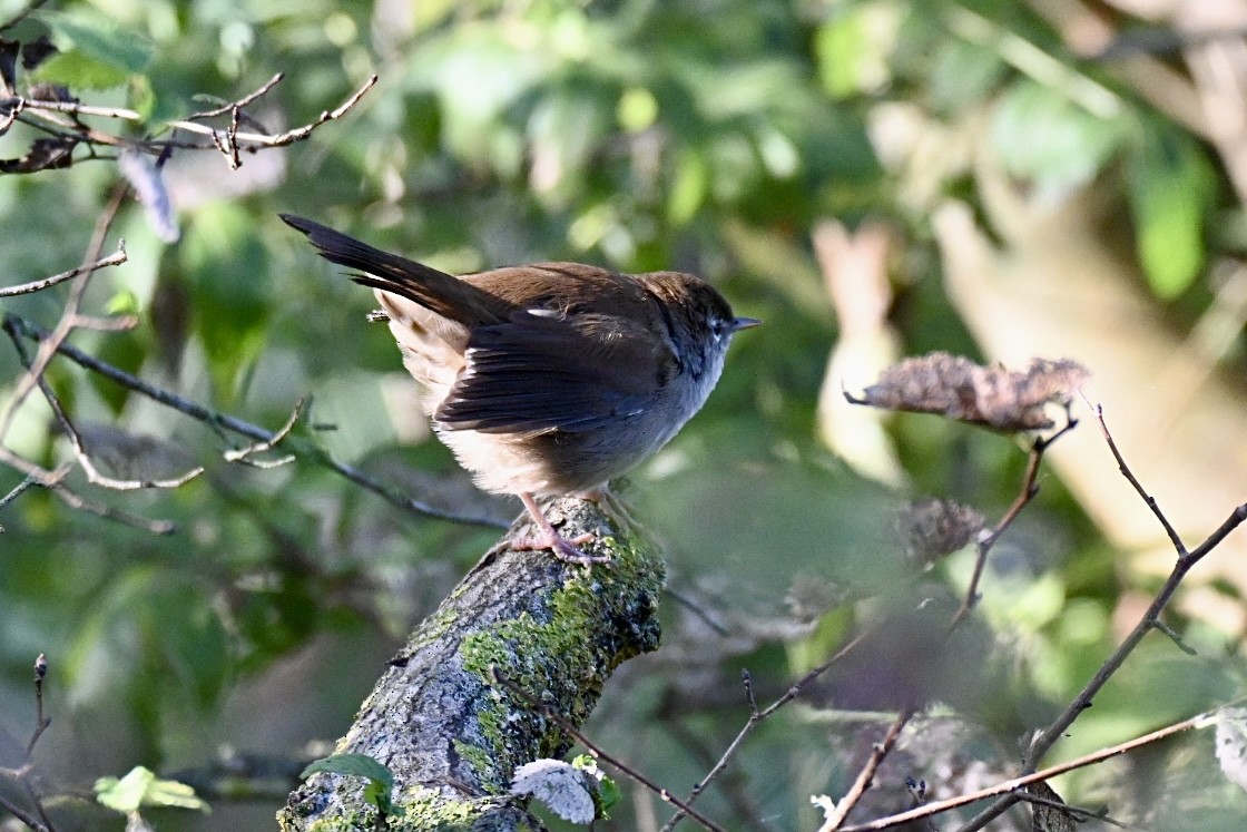 Cetti's Warbler - ML641919383