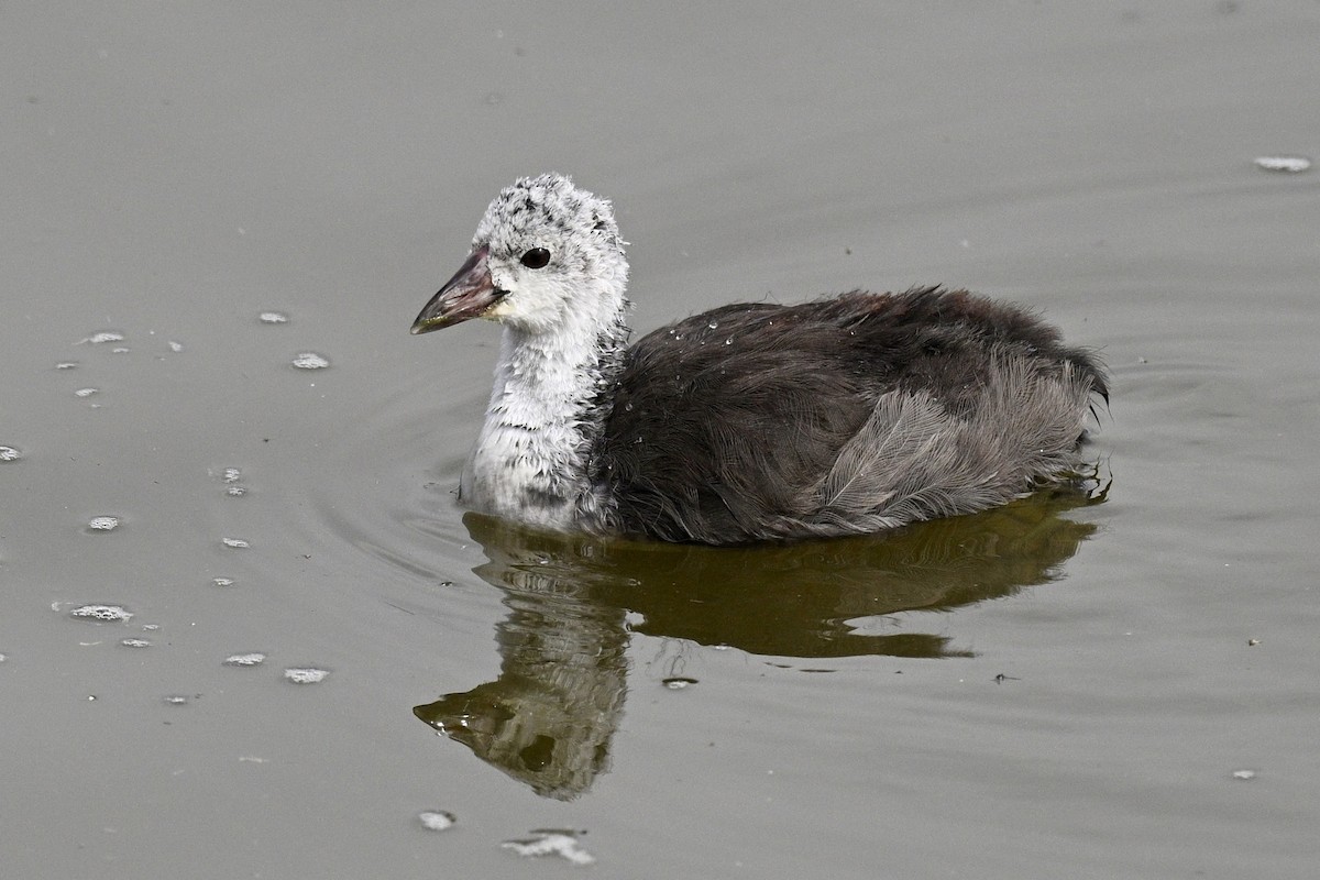 American Coot - ML641919398