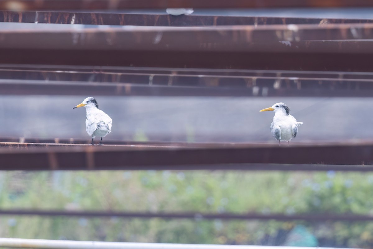 Great Crested Tern - ML641919404
