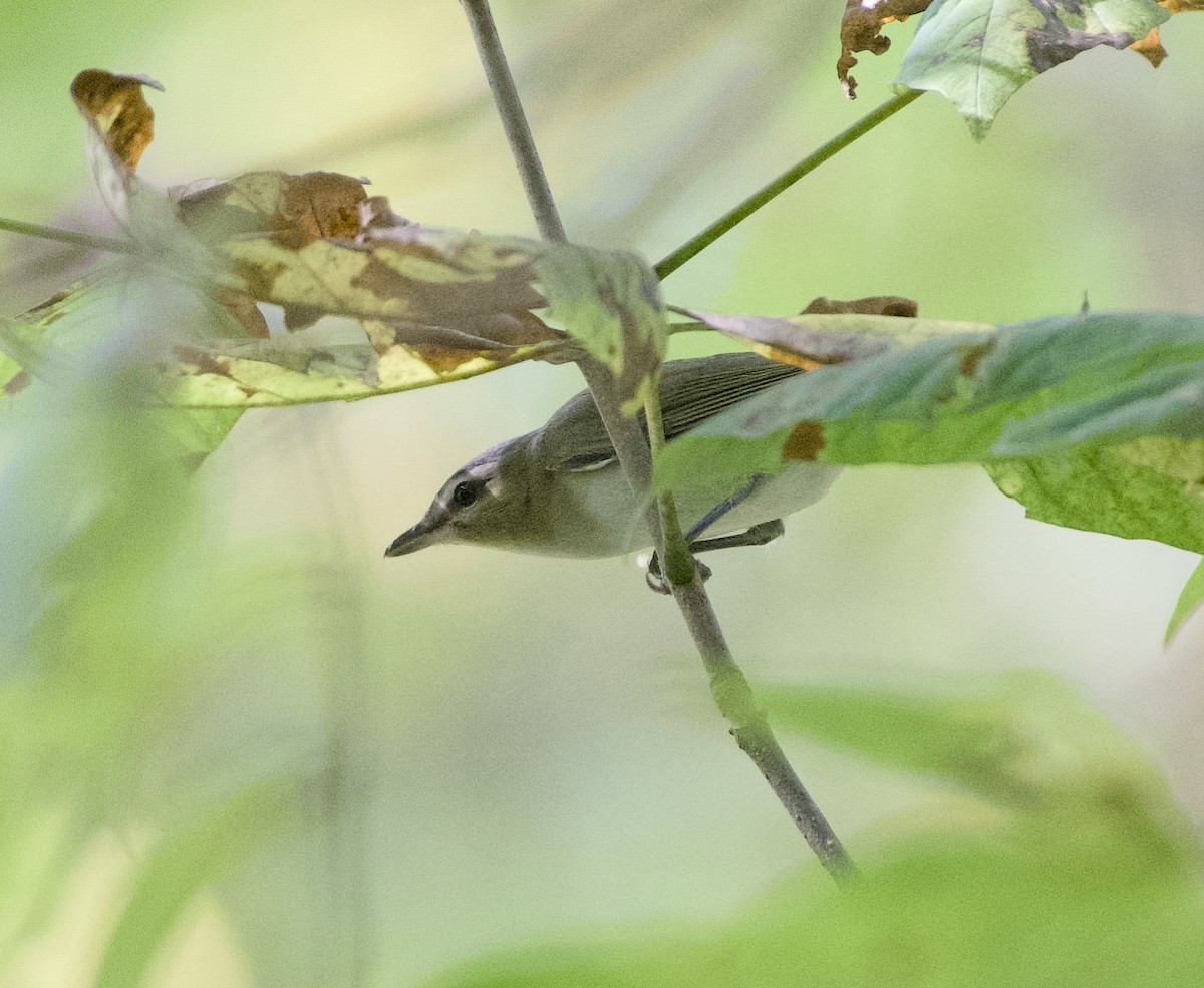 Red-eyed Vireo - ML641919411