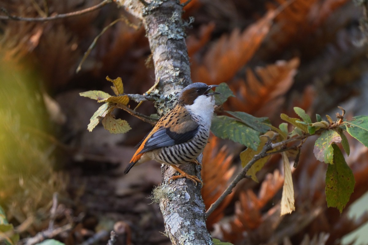 Himalaya Kutyası - ML641919412