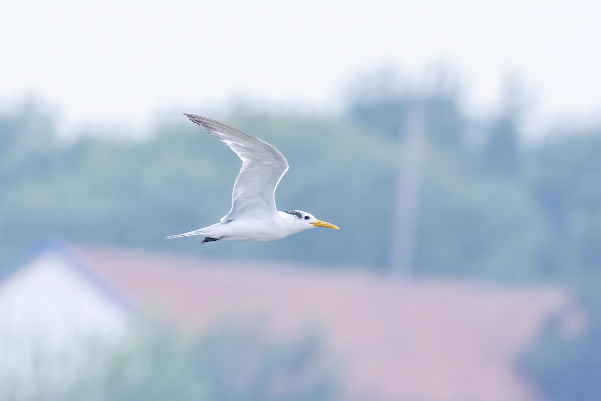 Great Crested Tern - ML641919417