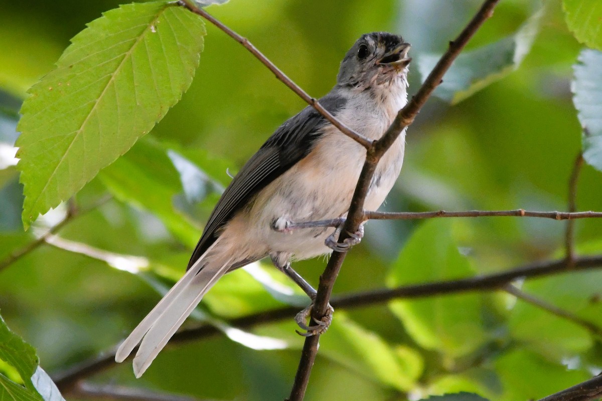 Tufted Titmouse - ML641919420
