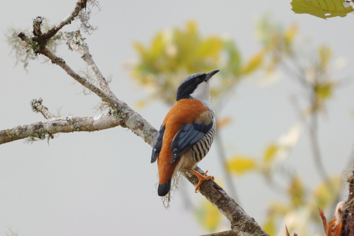 Himalaya Kutyası - ML641919432