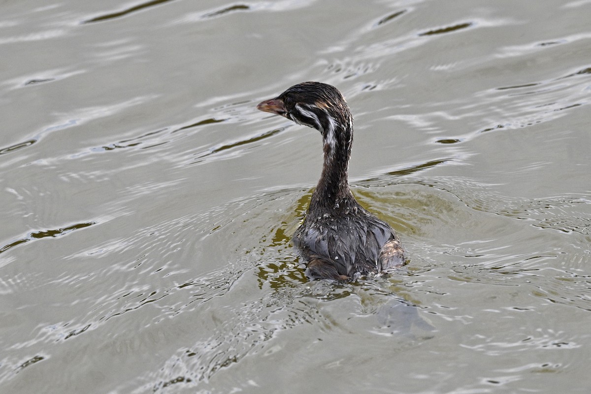 Pied-billed Grebe - ML641919436