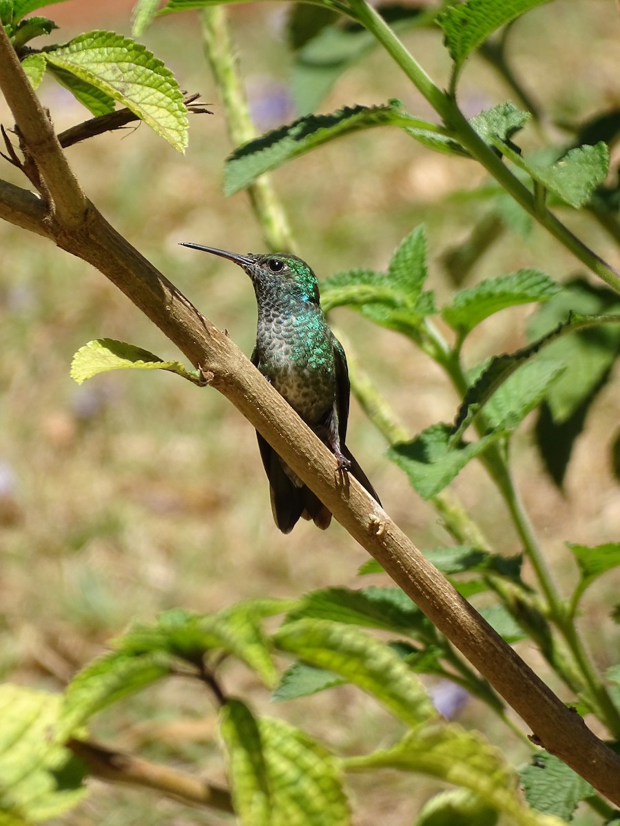 tupikolibri - ML641919445