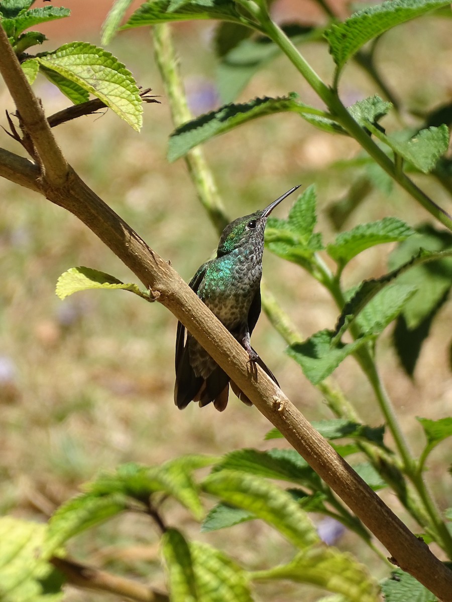 tupikolibri - ML641919447