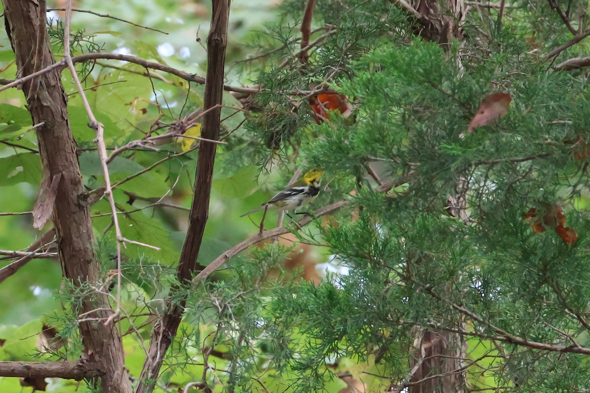 Black-throated Green Warbler - ML641919449