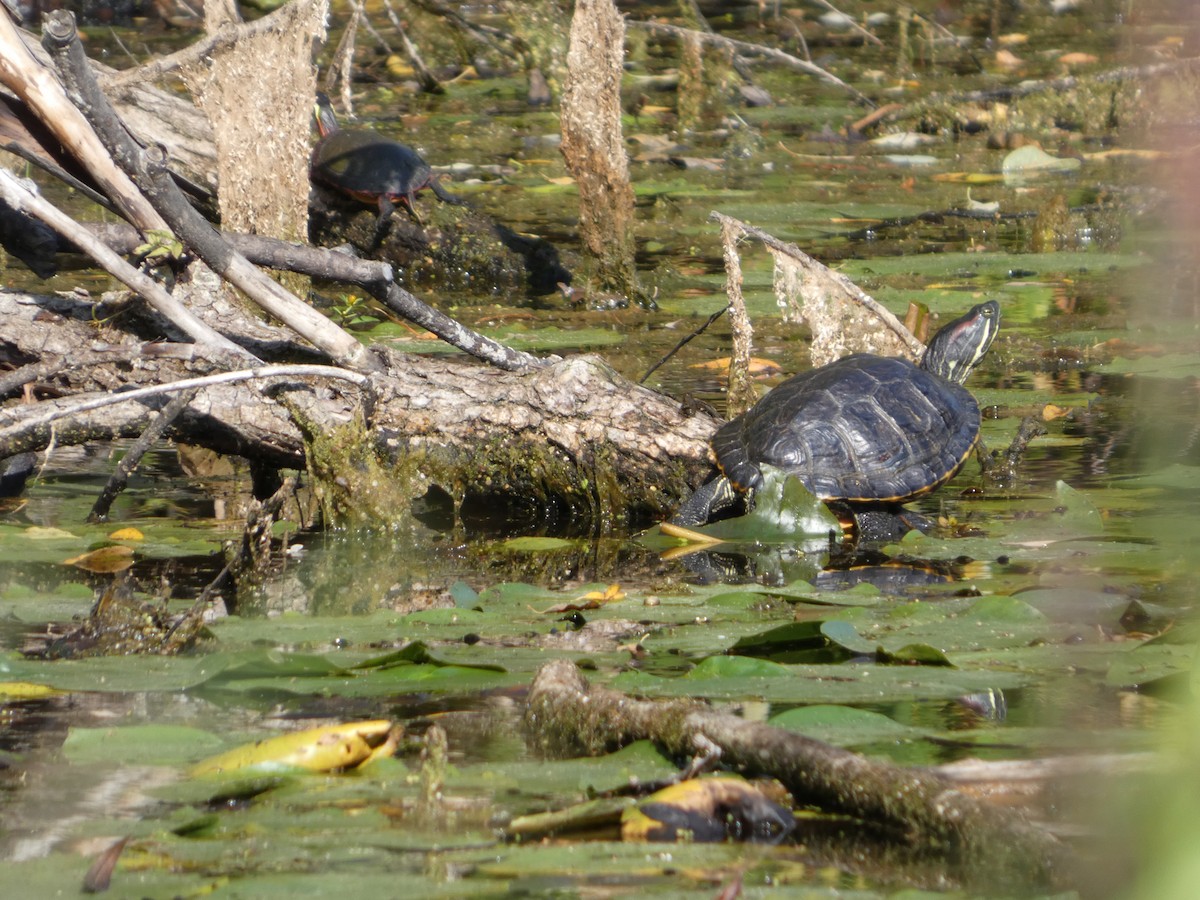 Animals - ML641919455