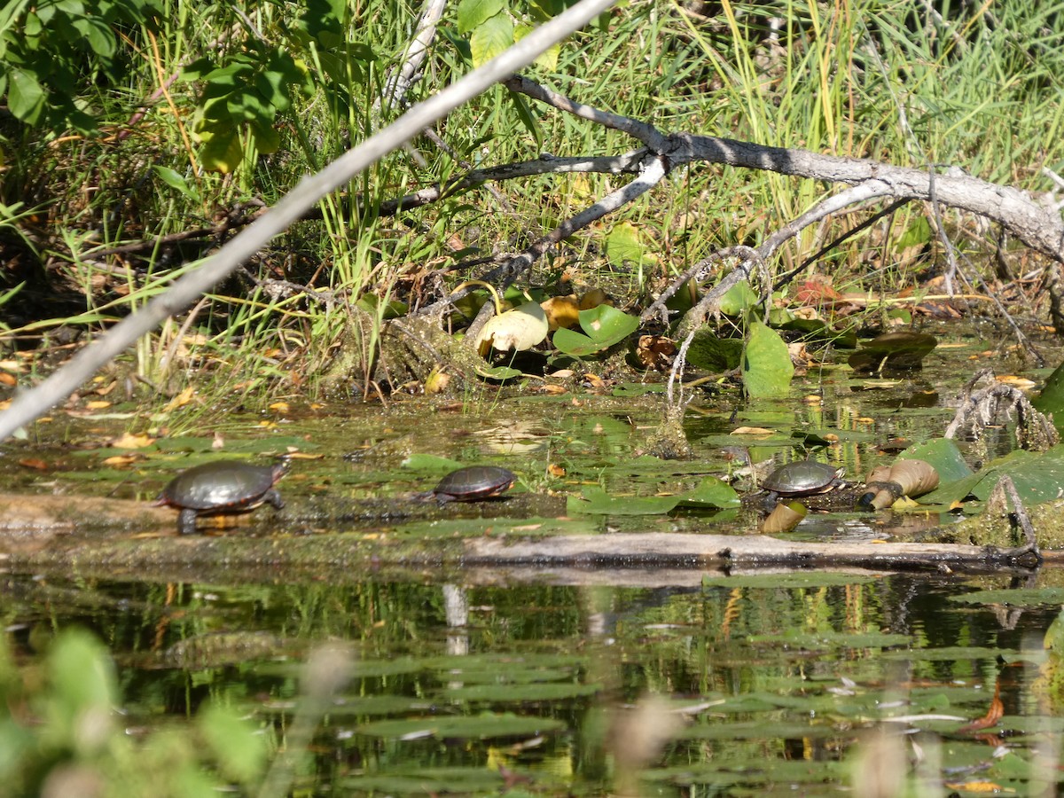 Animals - ML641919456