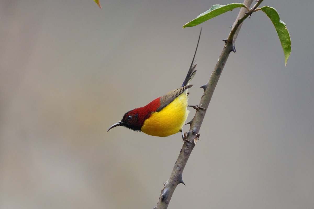 ルリオタイヨウチョウ - ML641919457