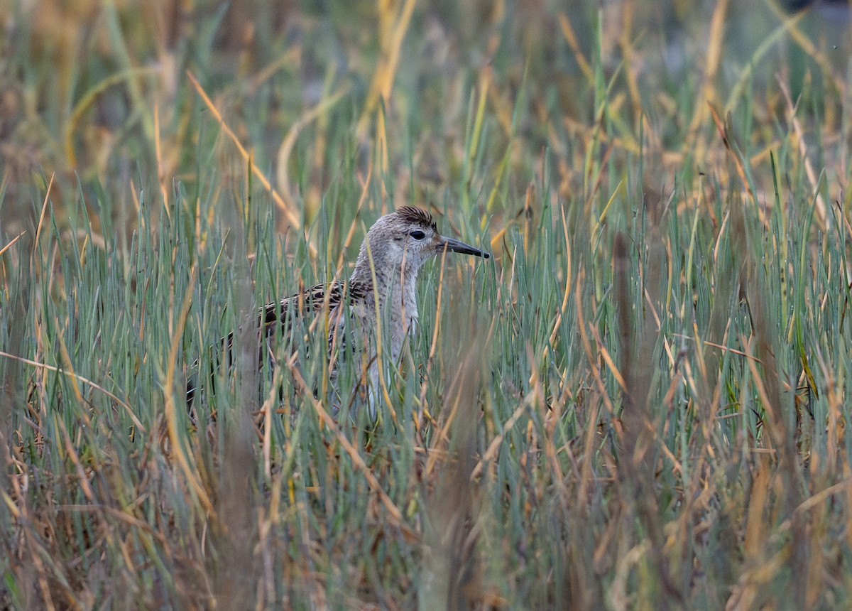 jespák bojovný - ML641919463