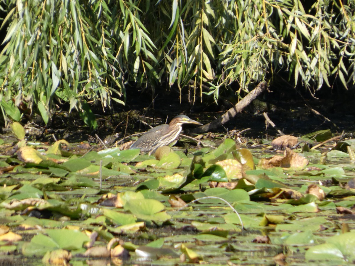 Green Heron - ML641919464