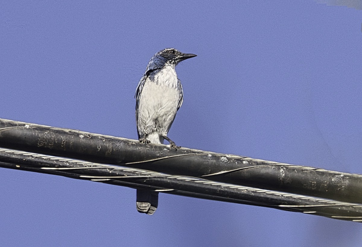 California Scrub-Jay - ML641919465