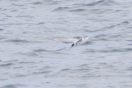 Sterna codalunga - ML641919470