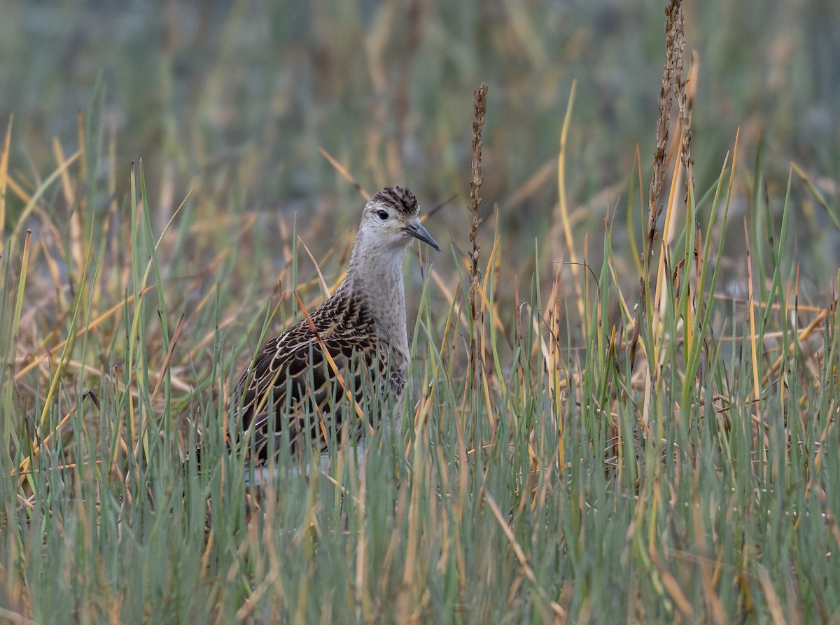 jespák bojovný - ML641919471