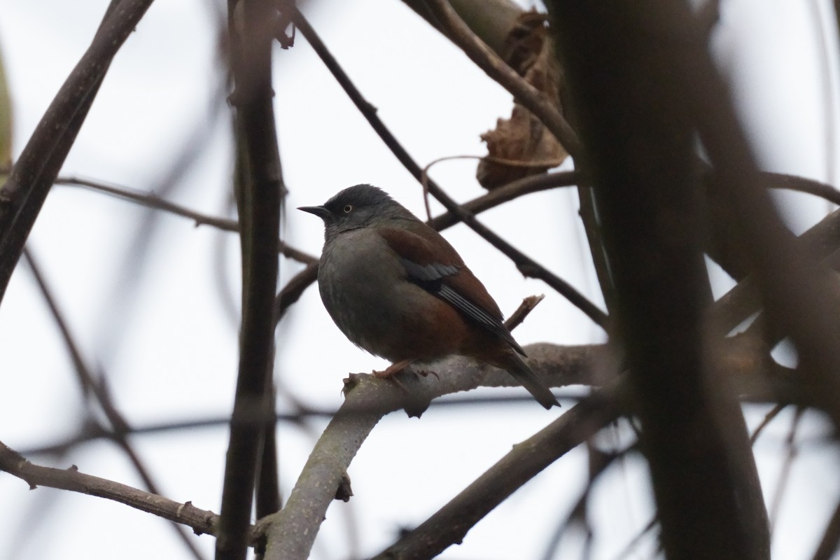 Maroon-backed Accentor - ML641919476