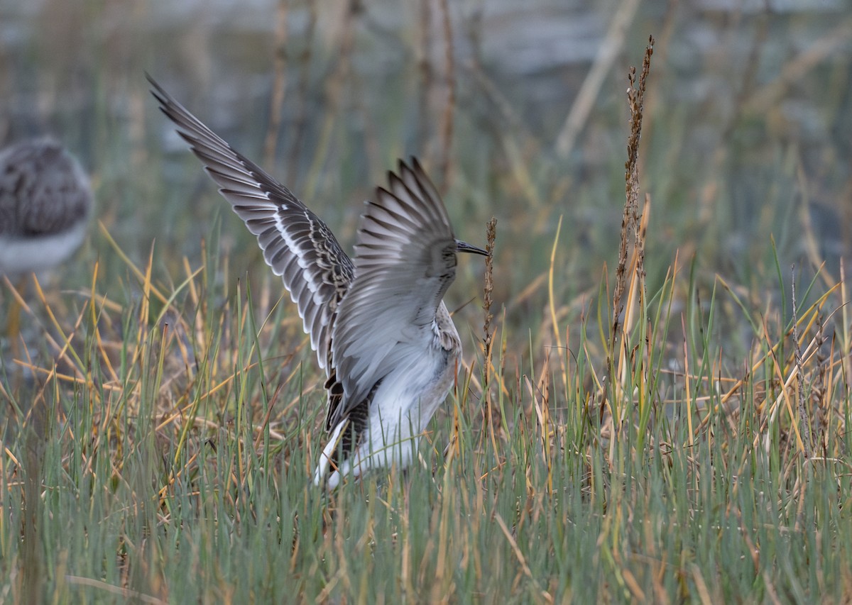 jespák bojovný - ML641919479