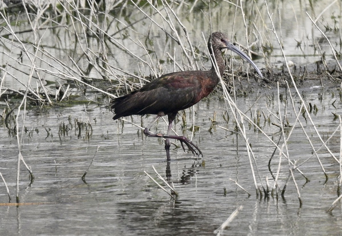 White-faced Ibis - ML641919484