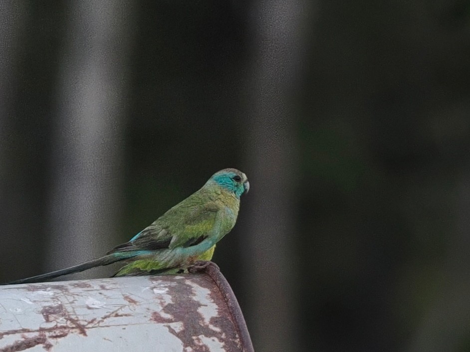 Golden-shouldered Parrot - ML641919485