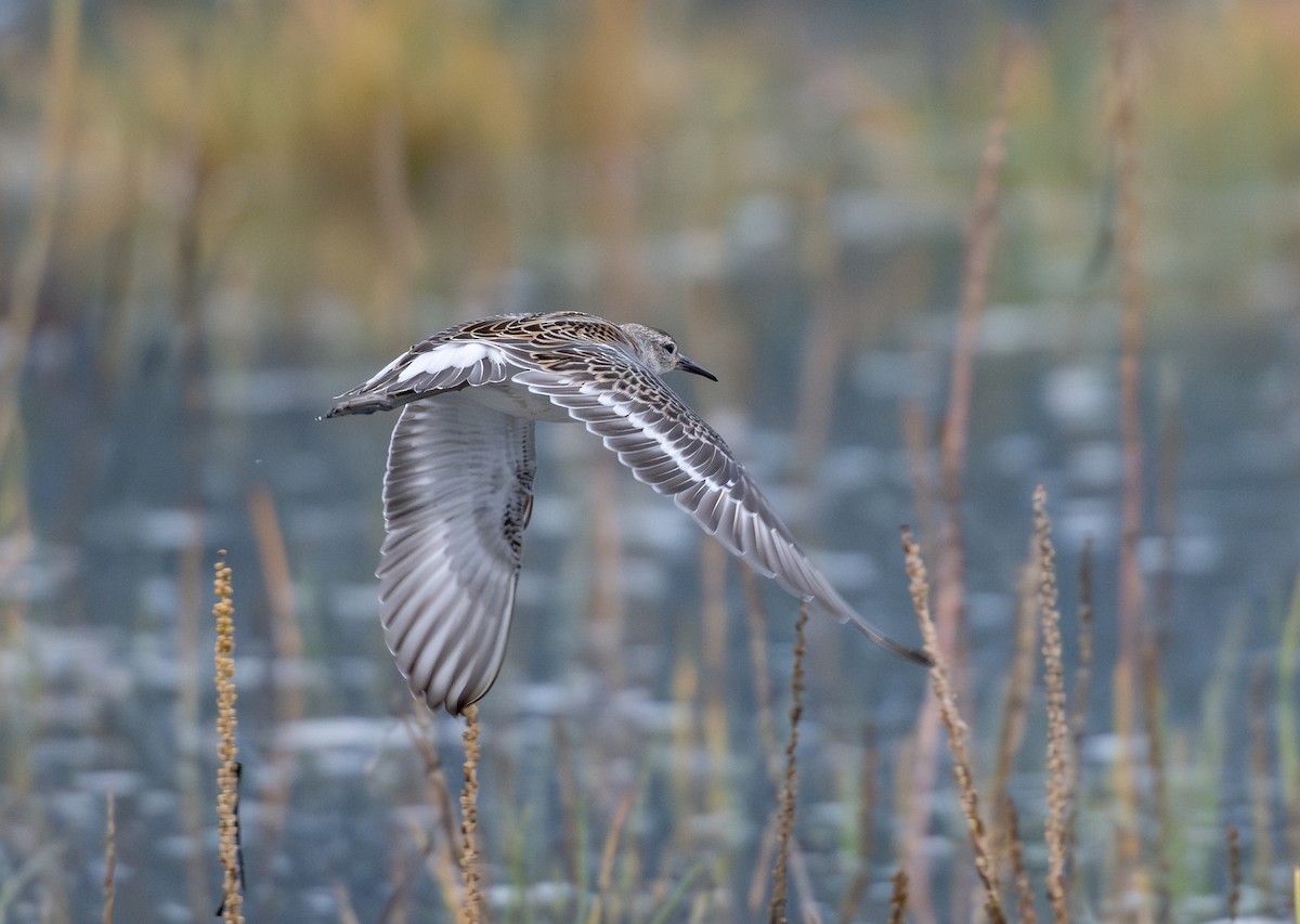 jespák bojovný - ML641919486