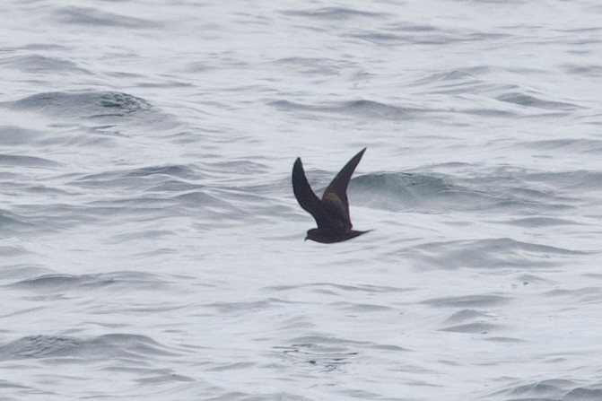 Black Storm-Petrel - ML641919491