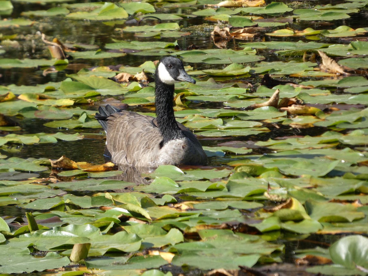 Canada Goose - ML641919502