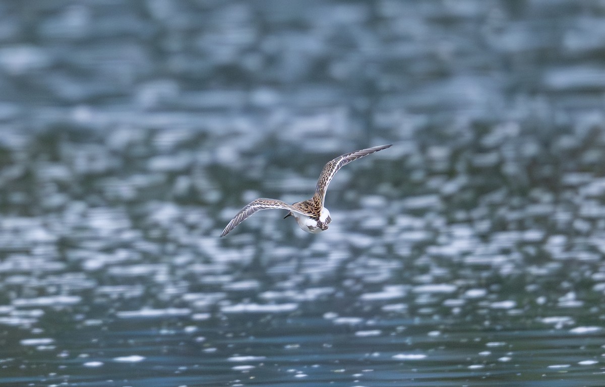 jespák bojovný - ML641919503