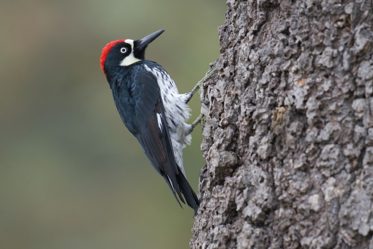 Acorn Woodpecker - ML641919505