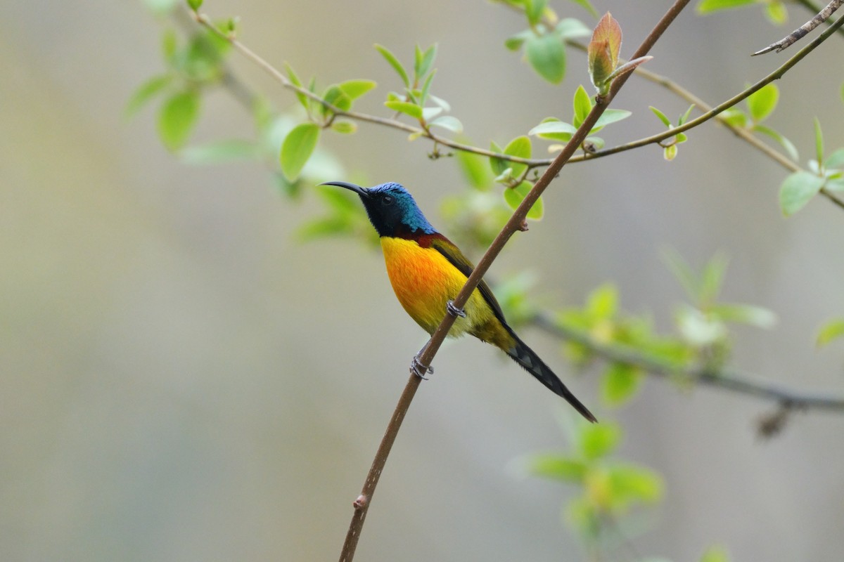 ミドリオタイヨウチョウ - ML641919512