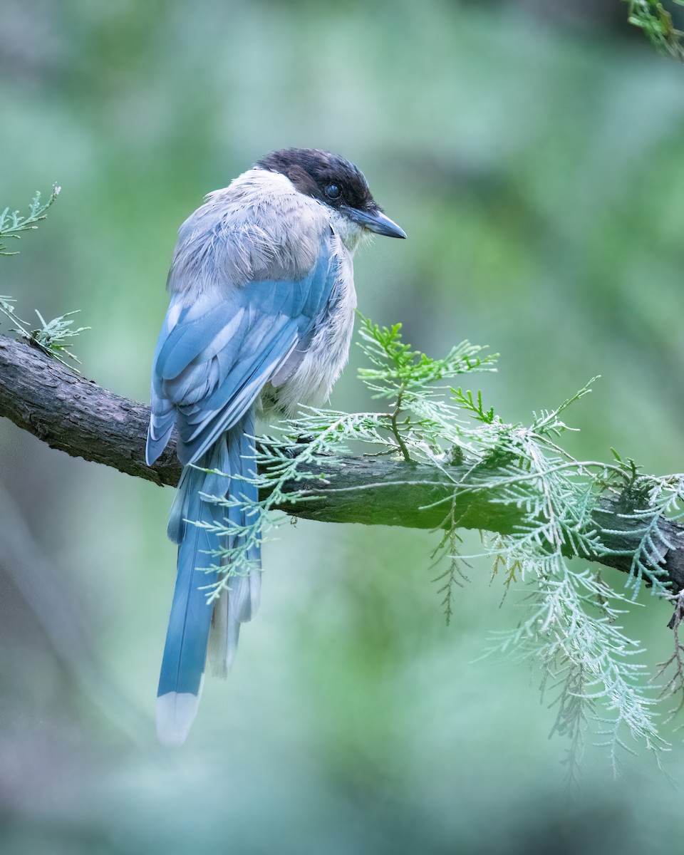 Azure-winged Magpie - ML641919514