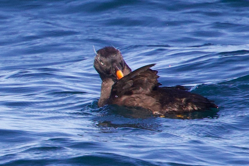 Tufted Puffin - ML641919518