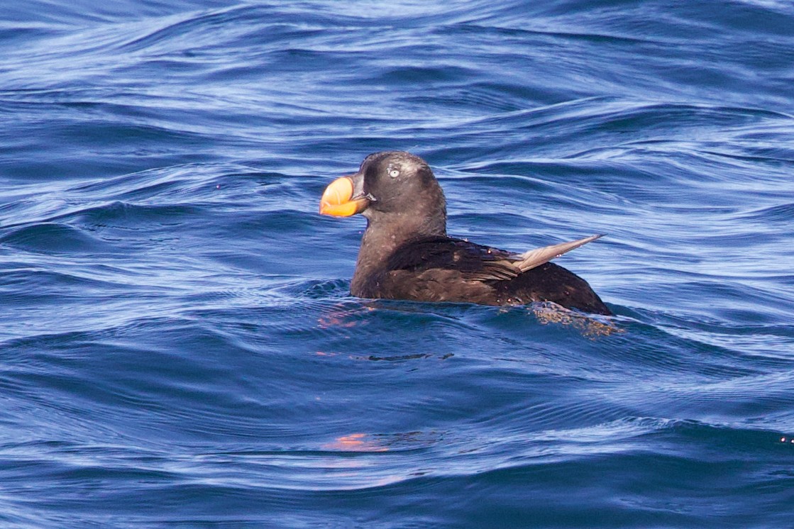 Tufted Puffin - ML641919519