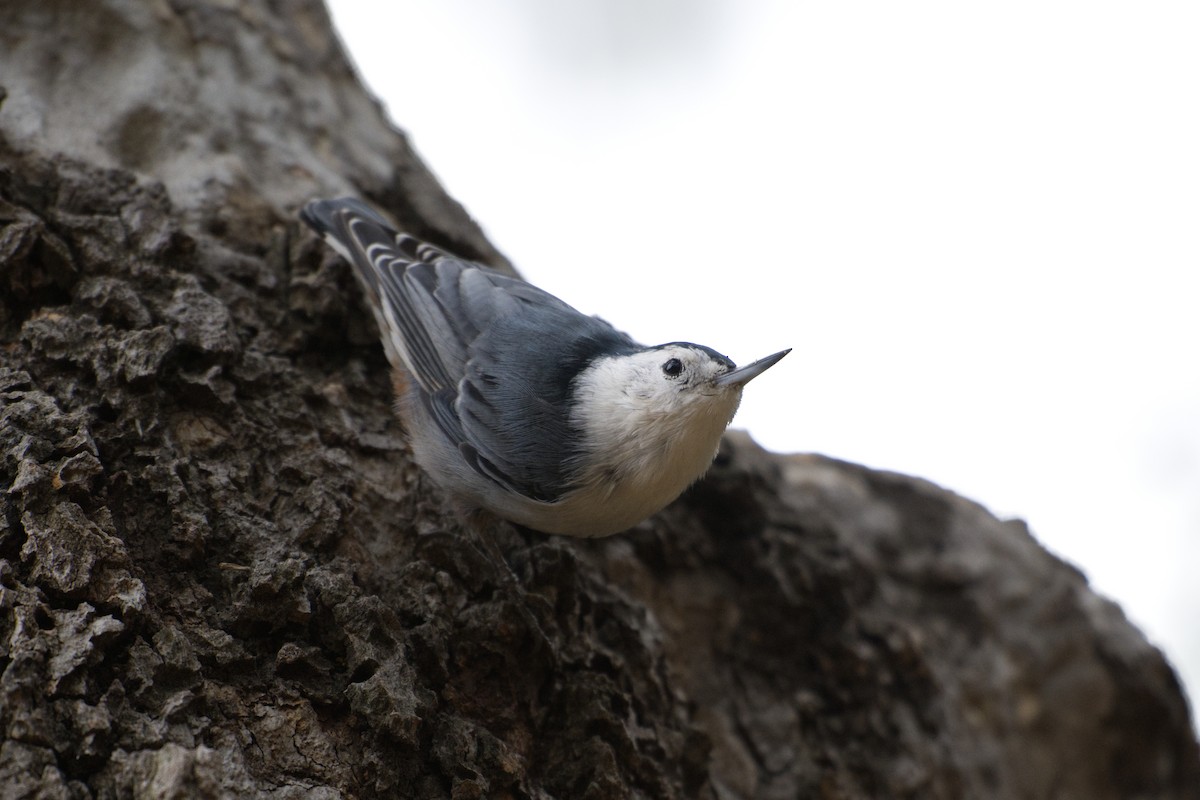 White-breasted Nuthatch - ML641919522