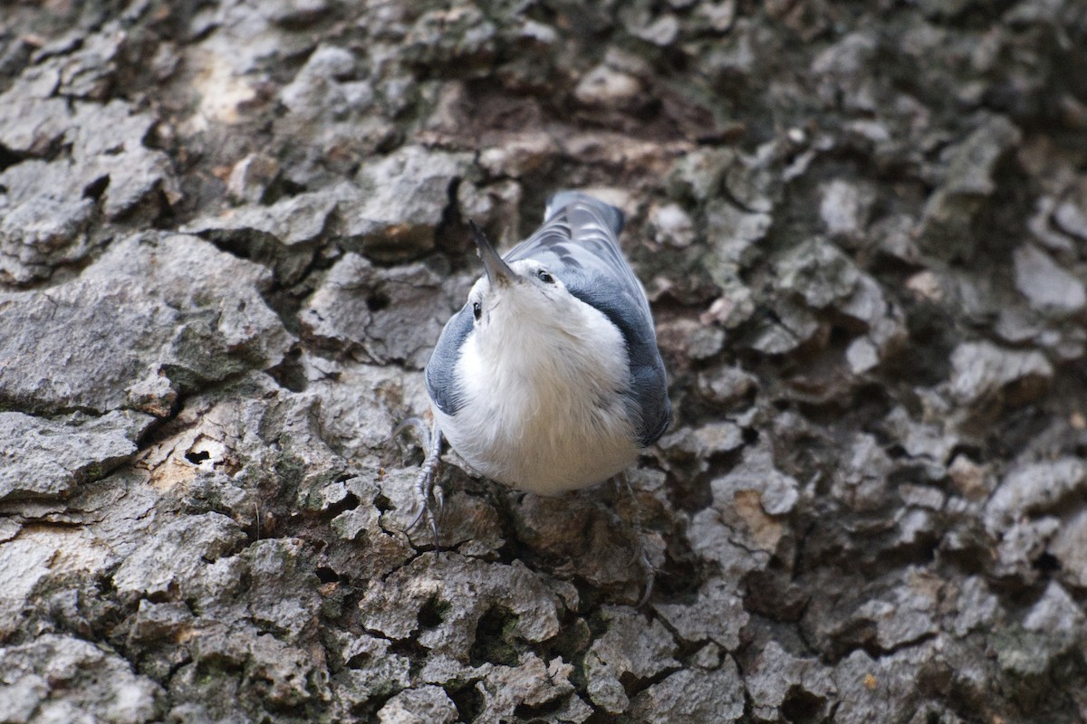 White-breasted Nuthatch - ML641919523
