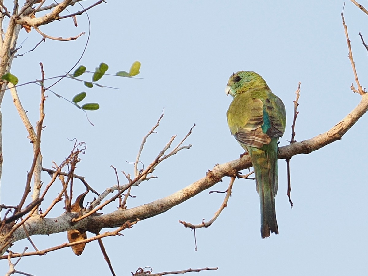 Golden-shouldered Parrot - ML641919532