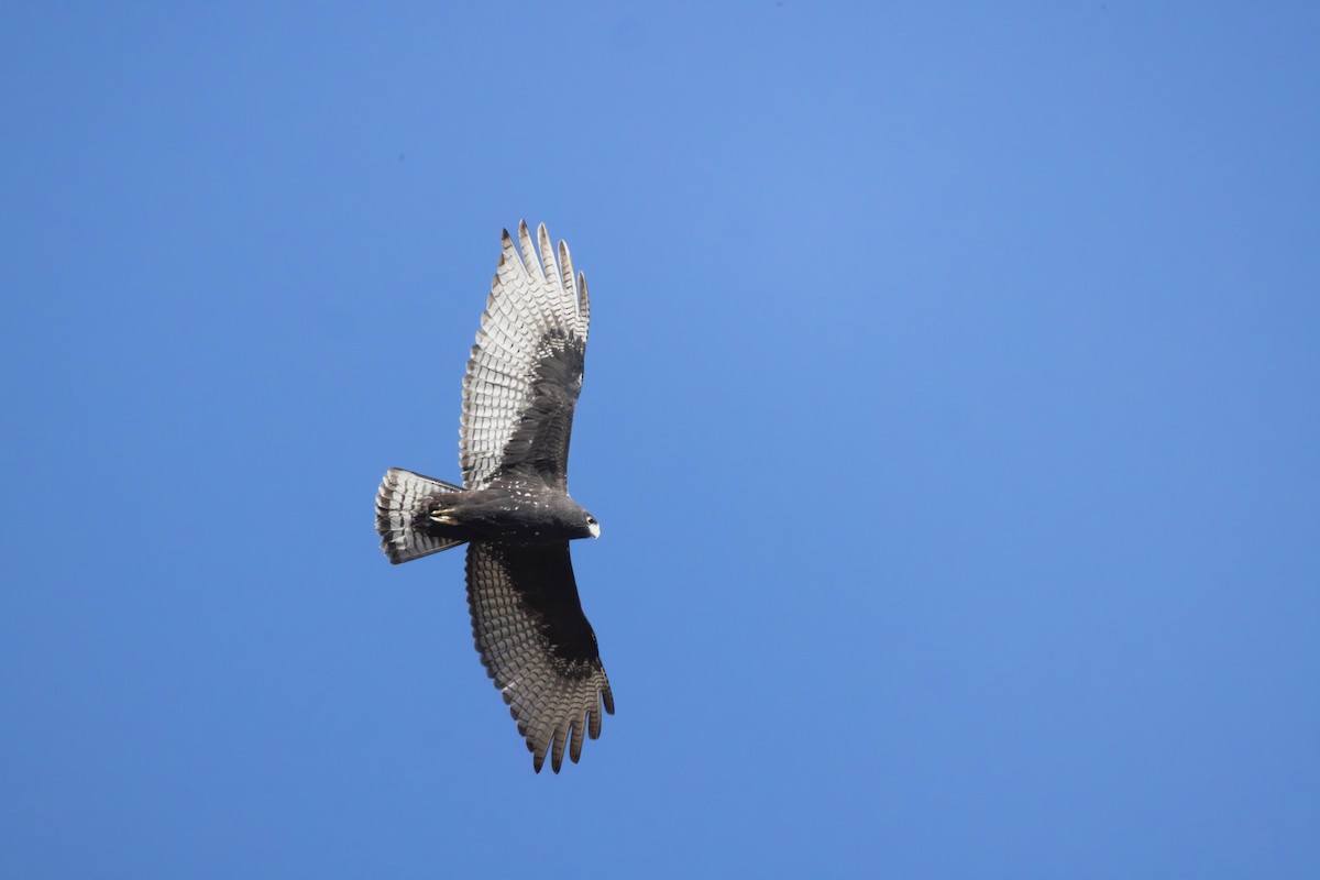 Zone-tailed Hawk - ML641919535