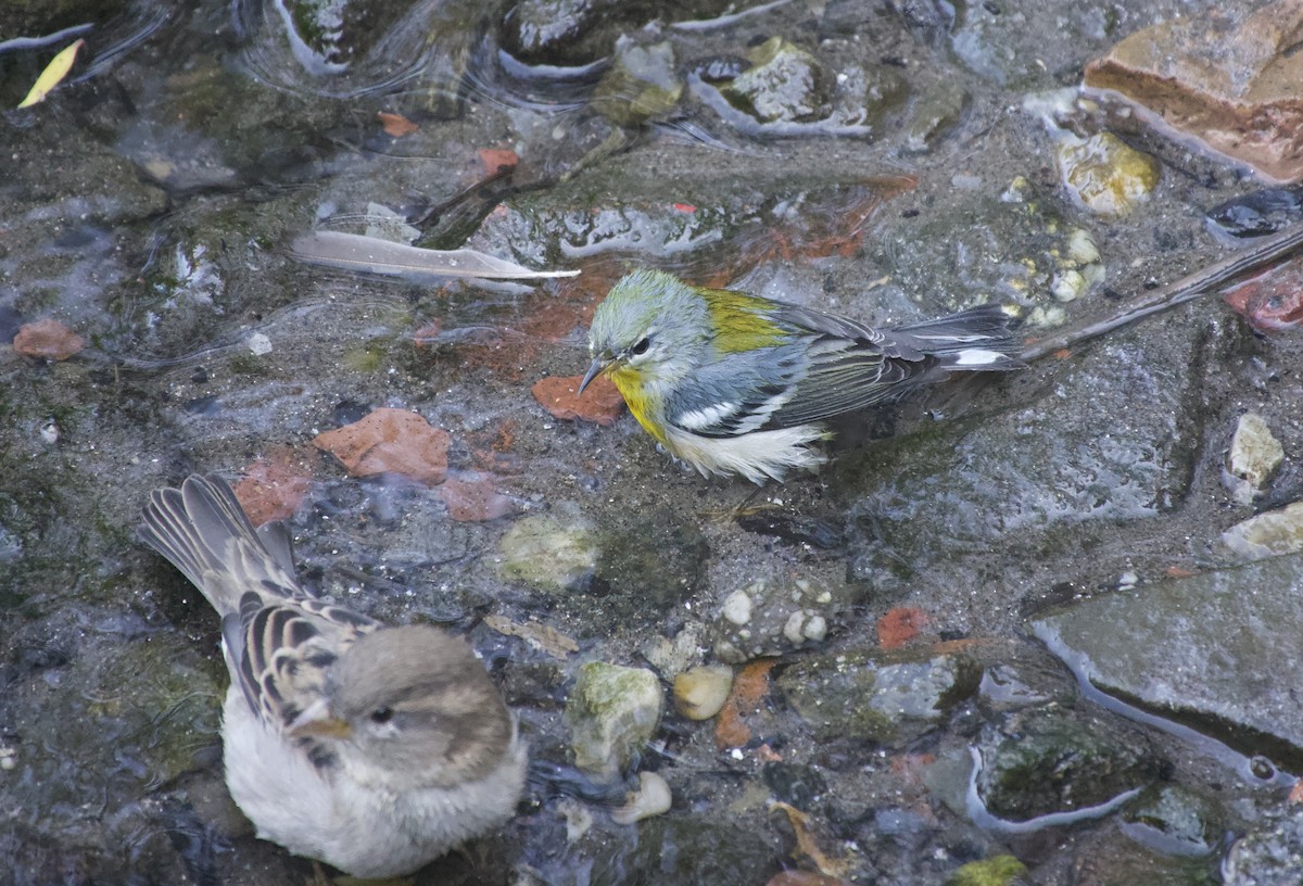 Northern Parula - ML641919538