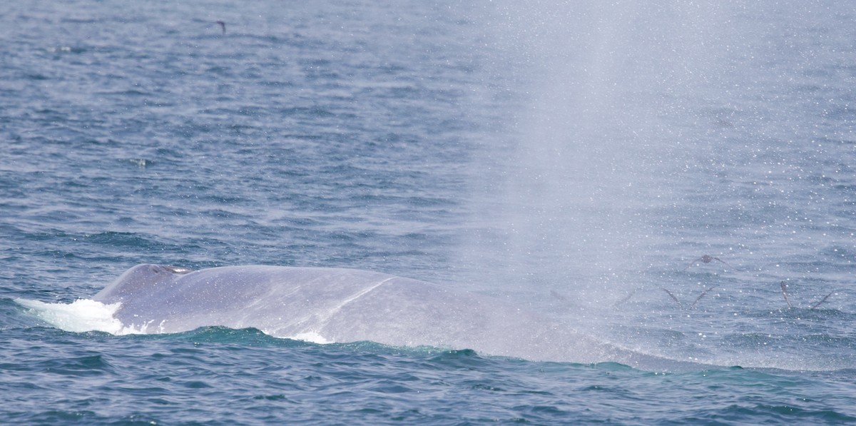 Balenottera azzurra - ML641919546