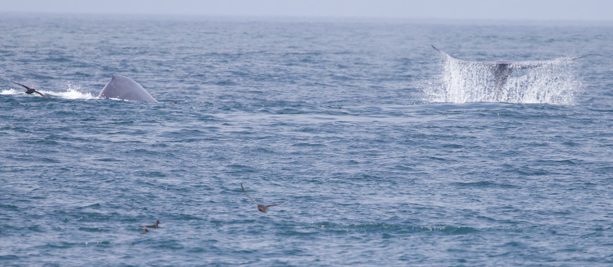 Balenottera azzurra - ML641919547