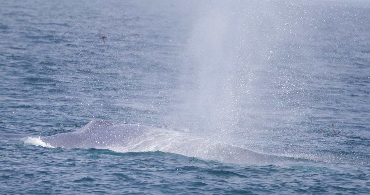 Balenottera azzurra - ML641919548