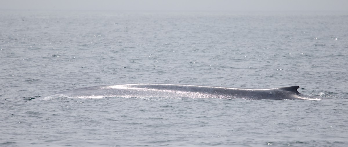 Balenottera azzurra - ML641919549