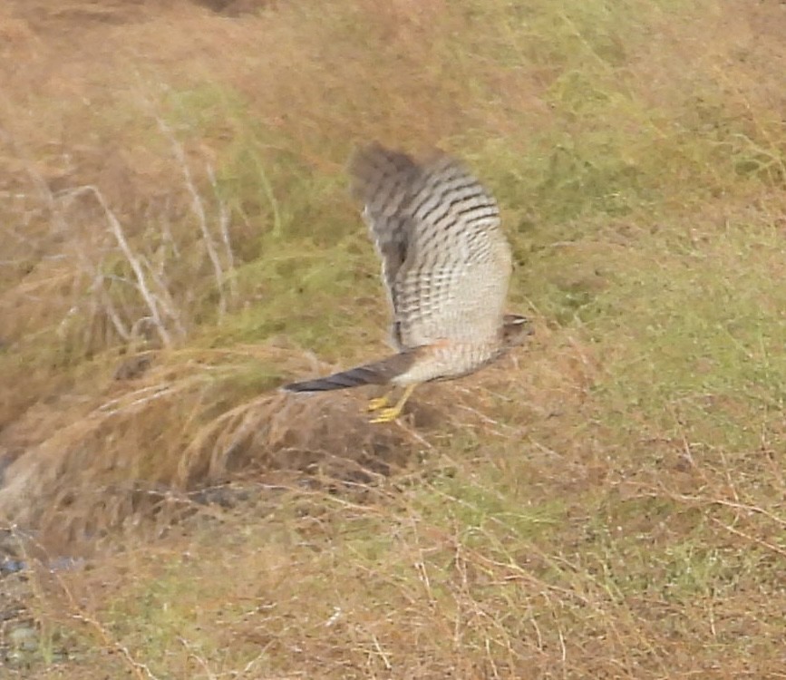 Eurasian Sparrowhawk - ML641919550